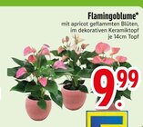 Flamingoblume im Angebot bei EDEKA in Ravensburg Flamingoblume Angebote bei EDEKA Ravensburg für 9,99 €