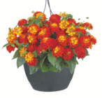 Sommerblumen-Ampel Wandelröschen für 19,99 € bei toom Baumarkt im Angebot Sommerblumen-Ampel Wandelröschen im aktuellen toom Baumarkt Prospekt