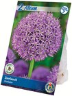 Blumenzwiebeln von Allium im aktuellen Netto mit dem Scottie Prospekt