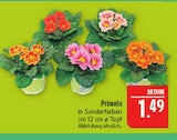 Primeln Angebote bei Marktkauf Görlitz für 1,49 €