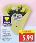 Herzstücke Topfrosen, zweifarbig von EDEKA im aktuellen E center Prospekt