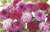 Bulbes de dahlias - U et U Spécialiste en promo chez Super U Valence à 2,75 €