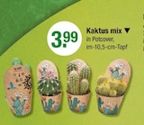 Kaktus mix Angebote bei V-Markt Regensburg für 3,99 €