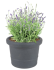 Lavendel von Deutsche Produktion für 1,99 € bei Thomas Philipps im Angebot Lavendel von Deutsche Produktion im aktuellen Thomas Philipps Prospekt