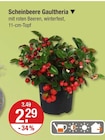 Scheinbeere Gaultheria für 2,29 € bei V-Markt im Angebot Scheinbeere Gaultheria im aktuellen V-Markt Prospekt