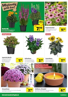 Blumen im aktuellen Hagebaumarkt Prospekt (Bottrop) Blumen im Hagebaumarkt Prospekt "SO günstig geht das!" mit 16 Seiten (Bottrop)