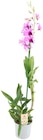 Orchideen Angebote von Rewe Beste Wahl bei REWE Bergheim für 7,99 €