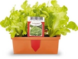 Salatpflanzen Angebote bei Netto Marken-Discount Duisburg für 1,99 €