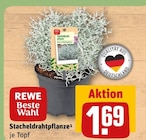REWE Kirchheim - Stacheldrahtpflanze Angebot im Prospekt Stacheldrahtpflanze bei REWE im Kirchheim Prospekt für 1,69 €