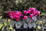 Jardiland Grâce-Uzel - Promo Mélange de cyclamen et de lierre Promo Mélange de cyclamen et de lierre à 9,99 € dans le catalogue Jardiland à Grâce-Uzel