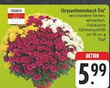 Chrysanthemenbusch Trio Angebote von Franken bei EDEKA Görlitz für 5,99 €