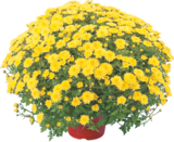 HERBST-CHRYSANTHEME (CHRYSANTHEMUM INDICUM) im Angebot bei OBI in Tübingen HERBST-CHRYSANTHEME (CHRYSANTHEMUM INDICUM) Angebote bei OBI Tübingen für 6,99 €