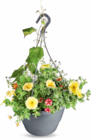 Aktuelle Pflanzen Angebote bei Netto Marken-Discount in Jena Aktuelles Bepflanzte Ampelschale Angebot bei Netto Marken-Discount in Jena ab 9,99 €