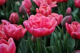 Jardiland Charmeil - Promo Collection Tulipes ECLOZ Promo Collection Tulipes ECLOZ à 4,99 € dans le catalogue Jardiland à Charmeil