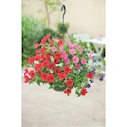 Suspension fleurie en promo chez Carrefour Charleville-Mézières à 5,99 €