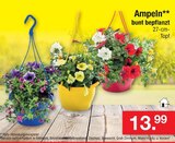 Ampeln bei Zimmermann im Prospekt "" für 13,99 €