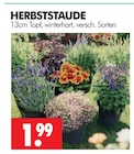 Herbststaude Angebote bei Wreesmann Freiberg für 1,99 €
