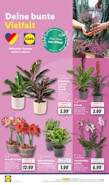 Amaryllis Angebot im aktuellen Lidl Prospekt auf Seite 24