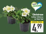 Christrose  im aktuellen EDEKA Prospekt für 4,99 €