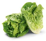 Mini-Romana Salat im Angebot bei Netto Marken-Discount in Halle Mini-Romana Salat Angebote bei Netto Marken-Discount Halle für 1,11 €