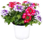 Eisenkraut Angebote bei REWE Pinneberg für 2,29 €