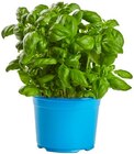 Bio Basilikum Angebote von REWE Bio bei REWE Bergisch Gladbach für 1,59 €