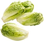 Aktuelles Römersalat Extra fein Angebot bei REWE in Kassel ab 1,79 €