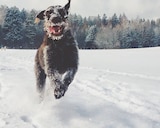 Fressnapf Alsdorf - Wolfsblut Angebot im Prospekt Wolfsblut bei Fressnapf im Alsdorf Prospekt für 2,79 €