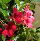 Promo Dipladenia à 4,99 € dans le catalogue Point Vert à Seysses