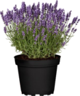 Echter Lavendel Angebot in Müglitz Echter Lavendel im aktuellen Prospekt bei Bauzentrum Reinholdshain in Müglitz