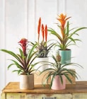 Bromelias luxe à Super U dans Montbazon