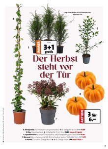 Pflanzen im aktuellen Blumen Ostmann Prospekt (Bremen) Pflanzen im Blumen Ostmann Prospekt "Herbst in voller Blüte" mit 8 Seiten (Bremen)