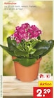 Aktuelles Kalanchoe Angebot bei Netto Marken-Discount in Aachen ab 2,29 €