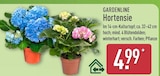 Hortensie von Gardenline für 4,99 € bei ALDI Nord im Angebot Hortensie von Gardenline im aktuellen ALDI Nord Prospekt