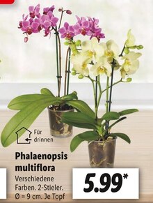 Zimmerpflanzen im aktuellen Lidl Prospekt für €5.99