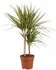 Dracaena en promo chez Lidl Troyes à 8,99 €