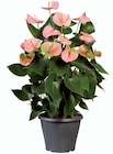 Anthurium dans le catalogue Lidl