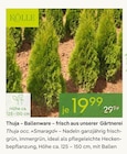 Thuja – Ballenware von Kölle im aktuellen Pflanzen Kölle Prospekt für 19,99 €