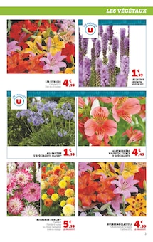 Promo Bulbes à fleurs dans le catalogue Super U du moment à la page 3