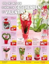 Zimmerpflanzen Angebote im Prospekt "Aktuelle Angebote" von Netto Marken-Discount auf Seite 13