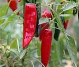 Promo Piment Basque «Gorria» à 2,29 € dans le catalogue Point Vert à Rabastens-de-Bigorre