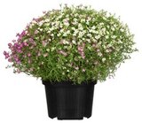 Angebot im REWE Ahrensfelde Prospekt REWE Ahrensfelde Prospekt mit im Angebot für 1,79 €