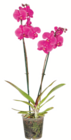 Schmetterlingsorchidee bei toom Baumarkt im Blomberg Prospekt für 8,99 €