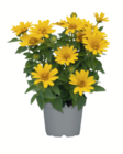 Sonnenauge im Angebot bei toom Baumarkt in Bünde Sonnenauge Angebote bei toom Baumarkt Bünde für 9,99 €