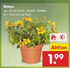 Bidens im aktuellen Netto Marken-Discount Prospekt