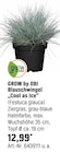 Blauschwingel „Cool as Ice“ im Angebot bei OBI in Amberg Blauschwingel „Cool as Ice“ Angebote von GROW by OBI bei OBI Amberg für 12,99 €