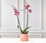Orchidée 2 tiges - Super U à Clichy Orchidée 2 tiges en promo chez Super U Clichy à 11,99 €
