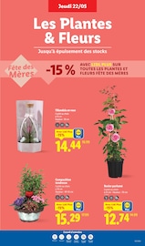 Vase Angebote im Prospekt "Moins Cher !" von Lidl Vase Angebote im Prospekt "Moins Cher !" von Lidl auf Seite 29