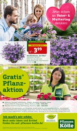 Glockenblume Angebot im aktuellen Pflanzen Kölle Prospekt auf Seite 12