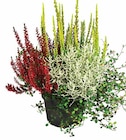 HERBSTTRAUM im aktuellen Dehner Garten-Center Prospekt für 4,99 €